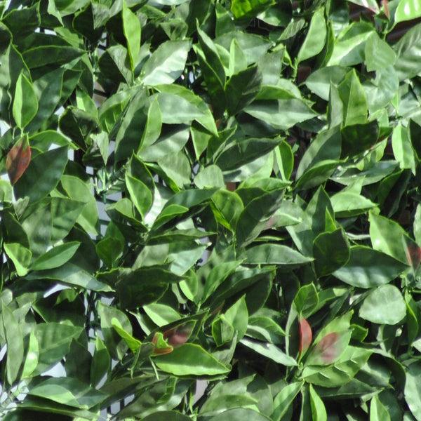 TENAX SIEPE ARTIFICIALE ORNAMENTALE DIVY 3D PLUS PHOTINIA MT1X3