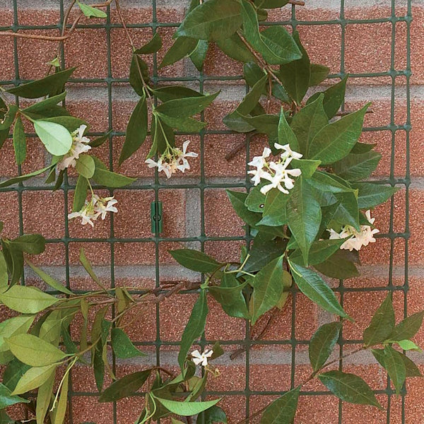 TENAX RETE COROLLA IN PE PER RAMPICANTI COLORE VERDE