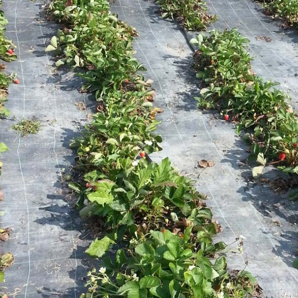 TENAX TELO ANTIERBACCE COVER PRO COLORE NERO