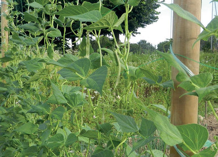 TENAX RETE FLORA PER RAMPICANTI E TUTORI VERDE IN CONF.DA MT1,5X10