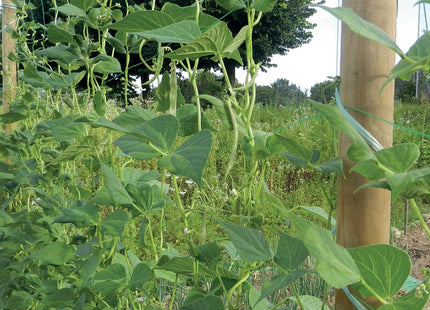 TENAX RETE FLORA PER RAMPICANTI E TUTORI COLORE VERDE