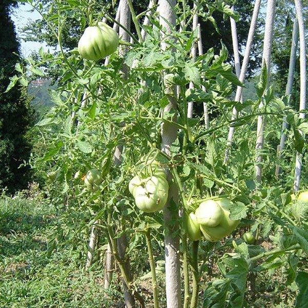 TENAX SOSTEGNO TUTORE PER ORTAGGI IN PLASTICA STAND UP GRIGIO/VERDE