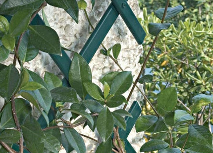 TENAX TRALICCIO ESTENSIBILE PER RAMPICANTI TREPLAS VERDE MT1,0X3
