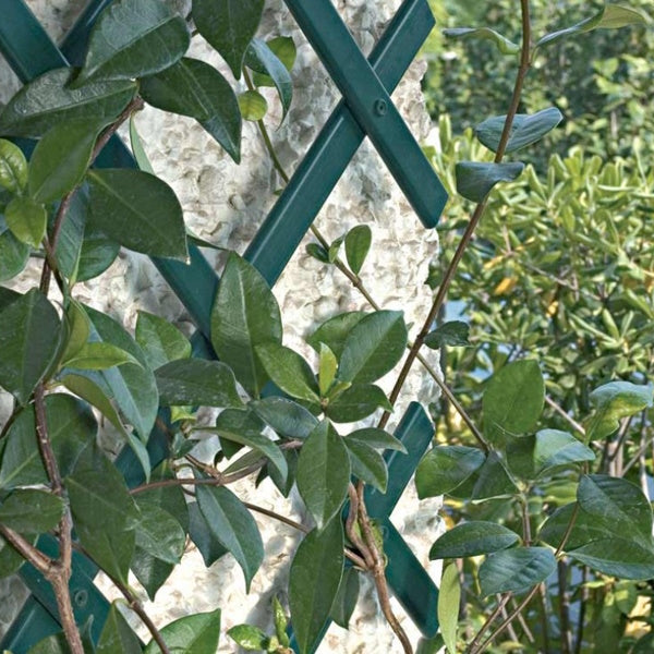 TENAX TRALICCIO ESTENSIBILE PER RAMPICANTI TREPLAS COLORE VERDE