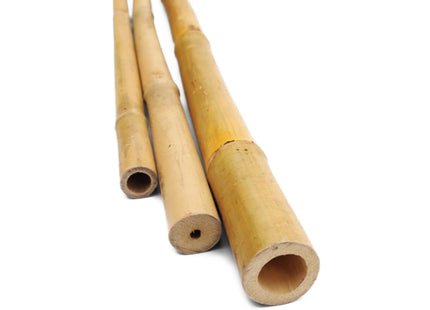 VERDELOOK CANNA DI BAMBOO
