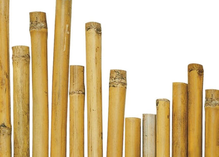 VERDELOOK CANNA DI BAMBOO